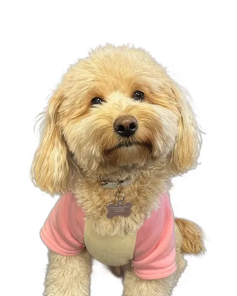 Coco, Chief Morale Officer (CMO), CL Visual